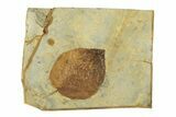 Fossil Leaf (Beringiaphyllum) - Montana #269304-1